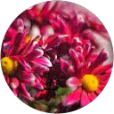srivithya R profile picture